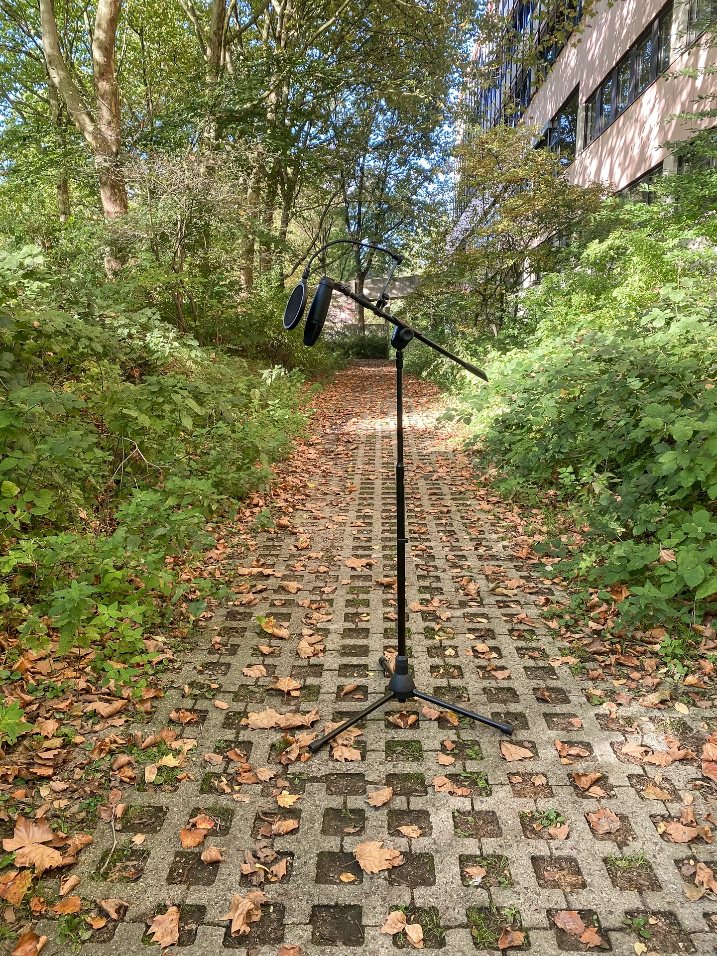 A microphone on a quiet leafy path outside the studio