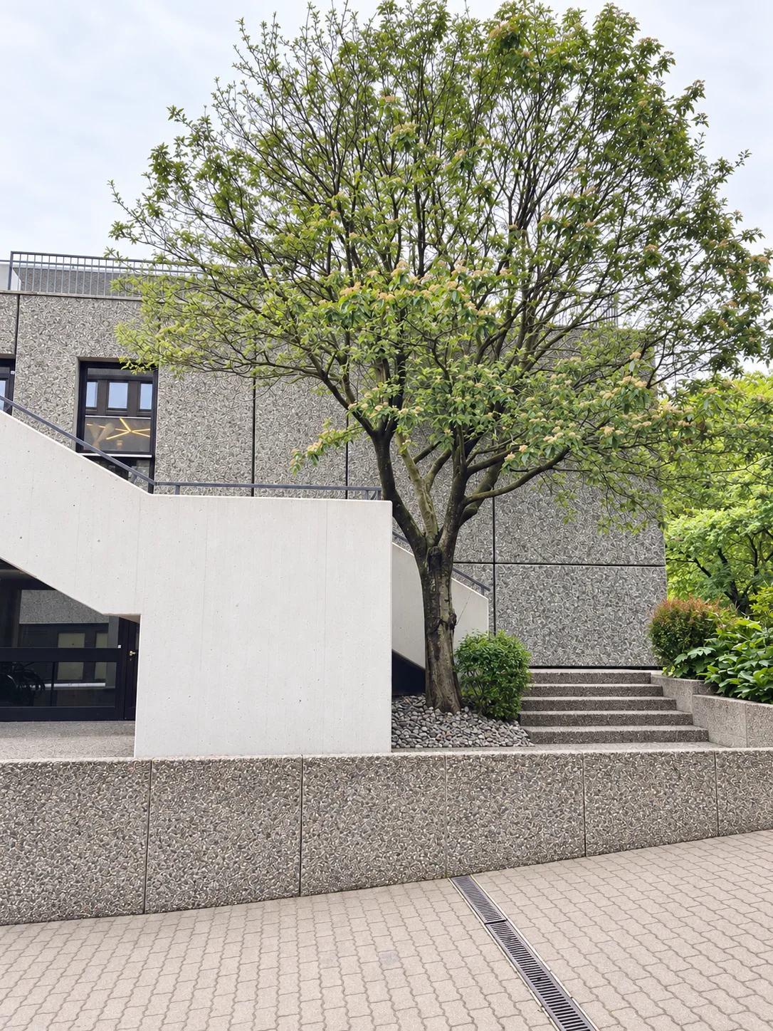 Tree, sculptural concrete stairway and brutalist studio architecture